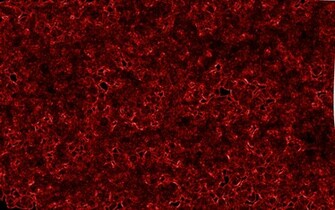 Crimson Like This HD Wallpaper General