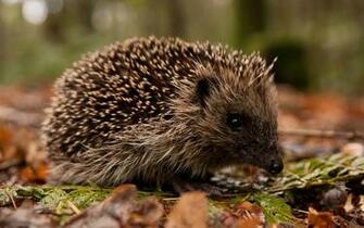 Hedgehog Wallpaper Best