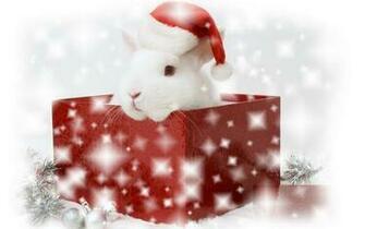 Christmas Bunny Wallpaper Walltor