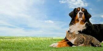 Cats And Dogs Wallpaper