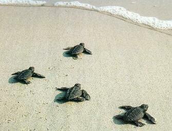 Cute Baby Sea Turtle Wallpaper Image Pictures Becuo