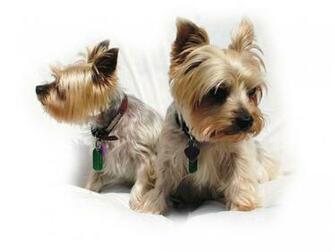 Yorkie Dogs Wallpaper Full HD