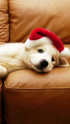 You May Also Like Cartoon Puppy Wallpaper Cute Family
