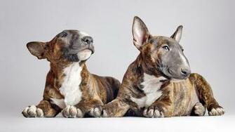 Bull Terrier HD Wallpaper