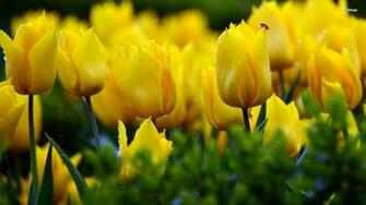 Yellow Tulips With Water Drops Wallpaper Flower