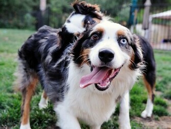 Happy Australian Shepherd With Different Eyes Wallpaper And Image