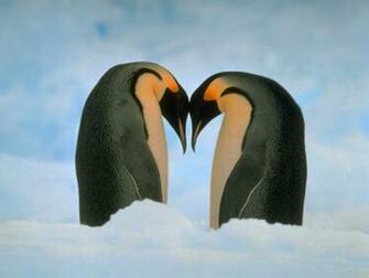 Penguin iPhone Wallpaper Picswallpaper