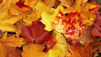 Autumn Wallpaper Fall Nature HD Desktop