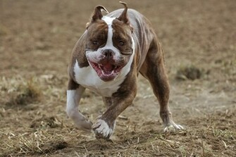American Pit Bull Terrier Dog Wallpaper