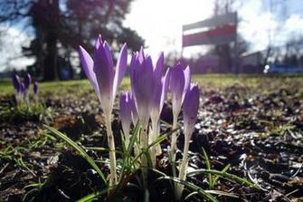 Home Spring Flowers Uk Late