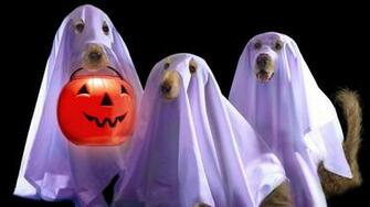 Halloween Wallpaper Funny Pumpkin Head Scare Crow