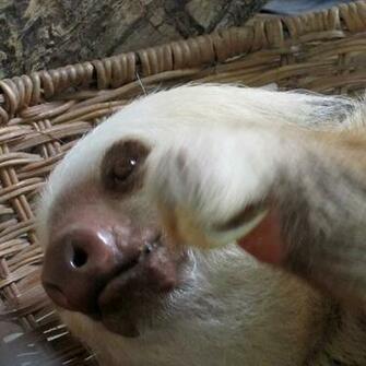 Sloth Live Wallpaper For Android Cute