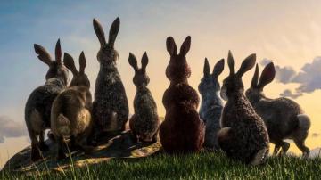 Watership Down Frame Rated
