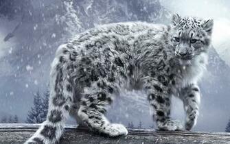 White Winter Snow Leopard HD Wallpaper