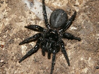 Spider Wallpaper