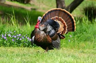 Strutting Gobbler Id Buzzerg
