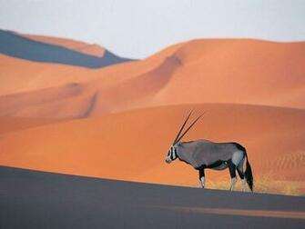 Ismail Gibril On Libya Animal Wallpaper Animals