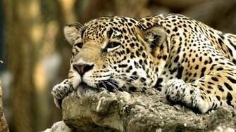 Wildlife Wallpaper Animals Image