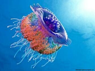 Most Colorful Jellyfish Wallpaper Gallery