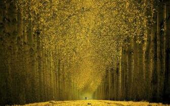 New Cool Trees Wall Wallpaper Risewlp