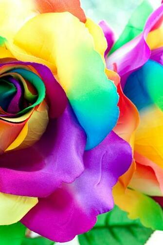 Wallpaper Multicolor Rose Petals Flowers Closeup