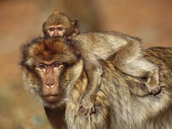 Wallpaper Desktop Zoo Animals Baboon Background