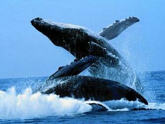 Whale HD Wallpaper Movies Songs Lyrics