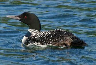 Loon Wallpaper