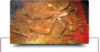 Dungeness Crab Wallpaper
