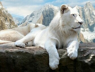 White Lions Desktop Pc And Mac Wallpaper
