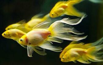 Yellow Aquarium Fish Wallpaper55 Best Wallpaper For Pcs