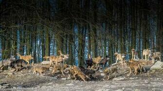 Wolves Animals Animal Wolf Dog Dogs Predator Wallpaper