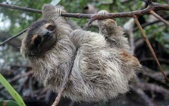 Sloth Wallpaper