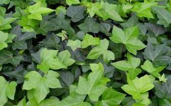 Mlewallpaper Ivy