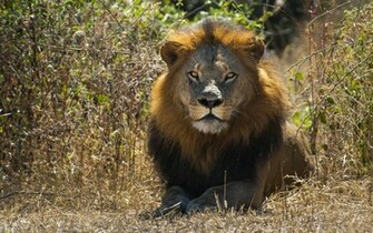 Lion Wallpaper
