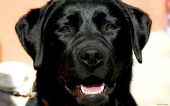 Alpha Coders Everything Dogs Dog Quoteko