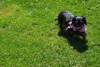 Wiener Dog Pet HD Desktop Wallpaper