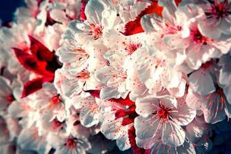 Apple Blossom Wallpaper