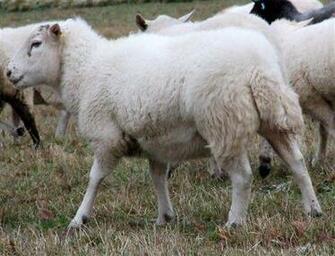 Dorper Sheep HD Wallpaper