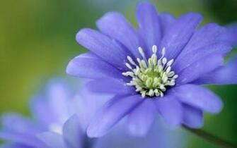Flowers Flower Wallpaper Blue