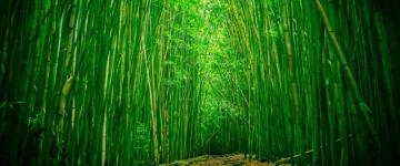 Green Bamboo Forest Path Wallpaper