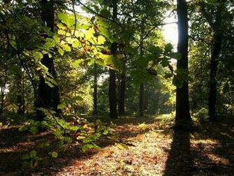 Floresta De Sherwood Wallpaper
