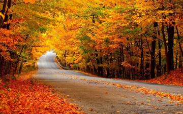 Wallpaper S Collection Autumn