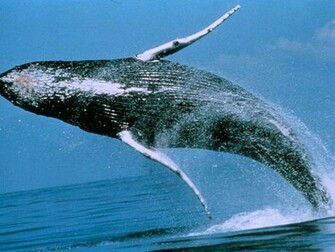 Whale Pictures Wallpaper National Geographic