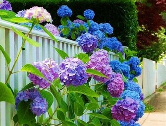 Hydrangea Wallpaper