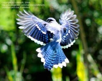 Wallpaper Photos Blue Jay Bird Cute Photo Gallery