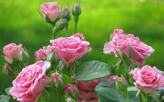 Full Screen Wallpaper Roses In