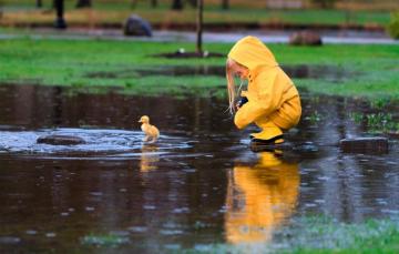 Wallpaper Rain Spring April Girl Cloak Duck New York Image