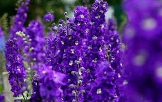 Purple Violet Flowers