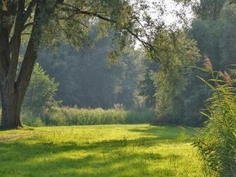 Desktop Wallpaper Of Forest Clearing In Summer Beautiful Nature